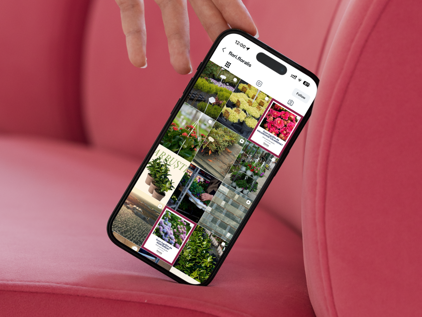 Floralis — social media de la zero